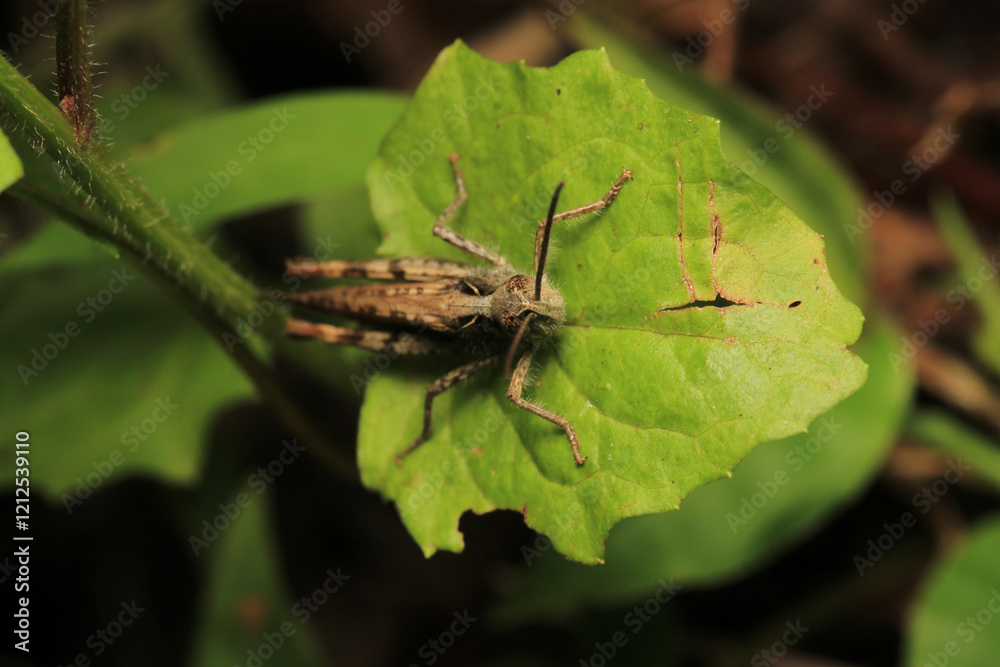 rufous grasshopper insect macro photo rufous grasshopper insect macro photo
