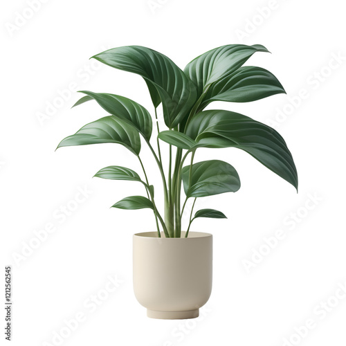 plant in flowerpot