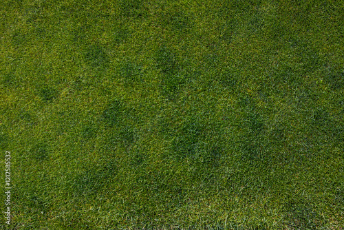 A detailed top-down texture of lush green lawn grass, showcasing a natural and vibrant surface. Concept of nature elements. Perfect for backgrounds, landscaping visuals, and graphic design projects.