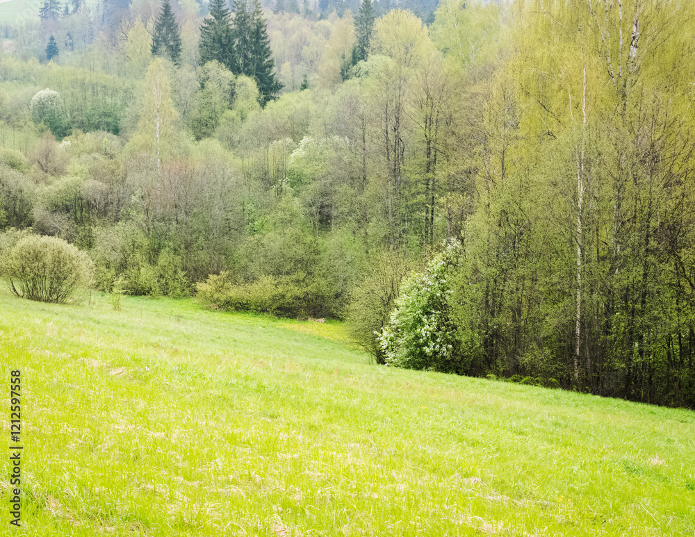 Obraz premium The spring landscape is lush, with light green colors dominating the leaves of various trees and shrubs, but there are also dark accents on the spruces.