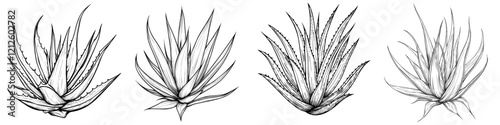 Aloe vera graphic art in black and white, isolated illustration, modern style