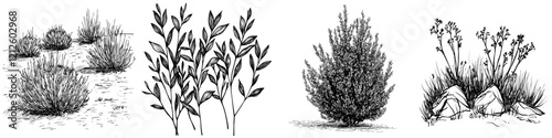A collection of four hand-drawn bush sketches, black illustrations of natural flora, isolated on a white background. Realistic, modern design clip-art