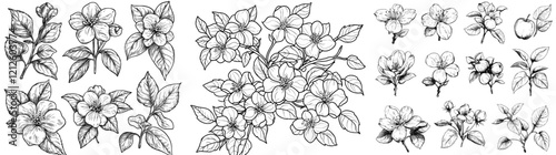 Collection of Apple blossoms. Contemporary Botanical black and white isolated design