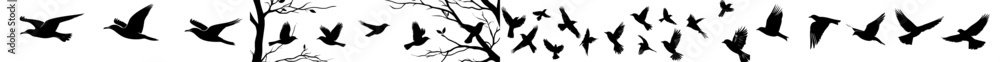 A collection of modern bird icons depicting flight illustrations and nature symbols A collection of modern bird icons depicting flight illustrations and nature symbols