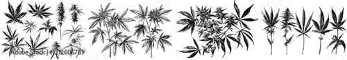 A contemporary hemp ink sketch featuring a bush with cannabis seeds, marijuana stems, leaves, and smoking plant, depicted in an isolated illustration on a white background.
