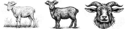 A vintage illustration of a goat farm animal in black and white, featuring a detailed graphic on a white background, evoking a retro design with classic art elements
