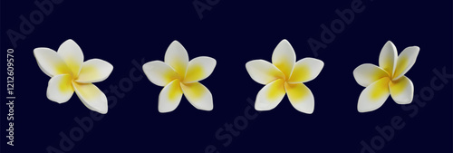 3d render set Plumeria tropical flowers vector of exotic flowering plants. Realistic blossom collection of Hawaiian frangipani petals. Thailand and Bali national symbol in clay style. Amazing vacation