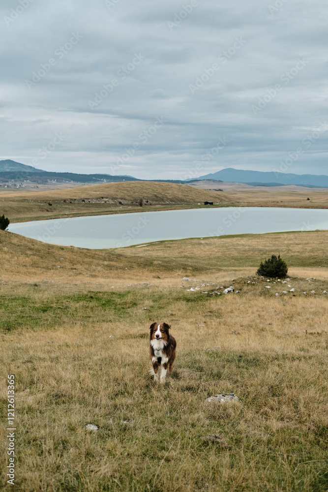 Hiking with pet concept. Brown happy Australian Shepherd are staying in mountains in autumn season. Dog walks freely through endless fields. Vrazje jezero - Montenegro country, Durmitor national park. Hiking with pet concept. Brown happy Australian Shepherd are staying in mountains in autumn season. Dog walks freely through endless fields. Vrazje jezero - Montenegro country, Durmitor national park.