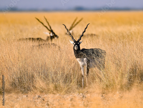Black buck in long dried grass