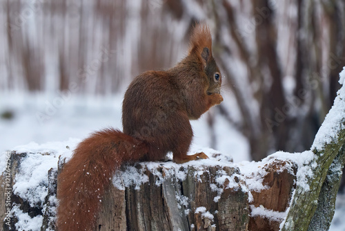hungry squirrel, sciurus, i...