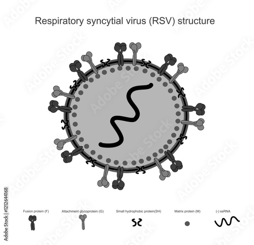 The picture shows a structure of Respiratory Syncytial Virus (RSV) that contain important elements:Fusion protein(F), Attachment glycoprotein(G), Small hydrophobic(SH),Matrix protein(M) and (-)ssRNA.