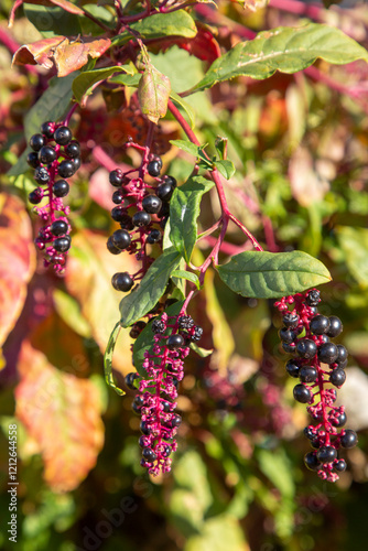 Phytolacca decandra, indian pokeweed ripening black fruits on branches. photo