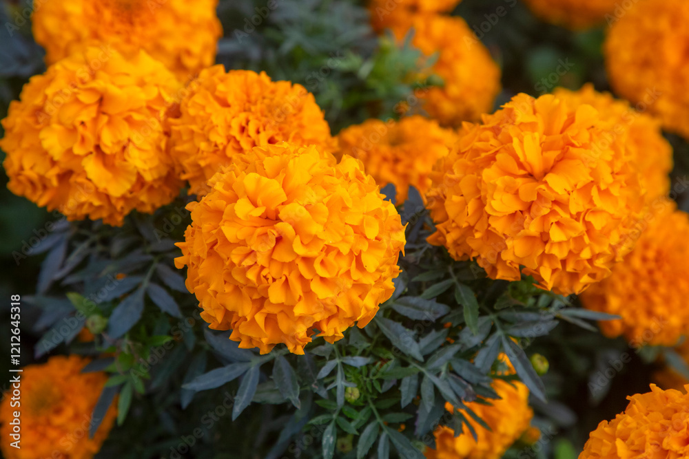 Marigolds, Tagetes erecta flowers in the garden