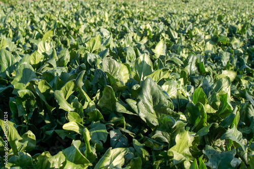 Green fresh spinach leaves ...