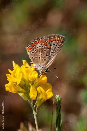 A butterfly on a yellow flo...