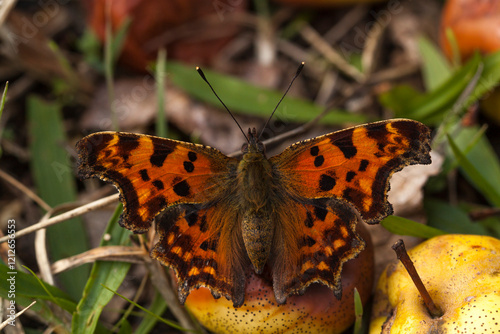 Close up of comma (Polygoni...