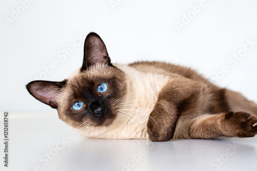 Carta da parati Pet animal; cute siamese cat