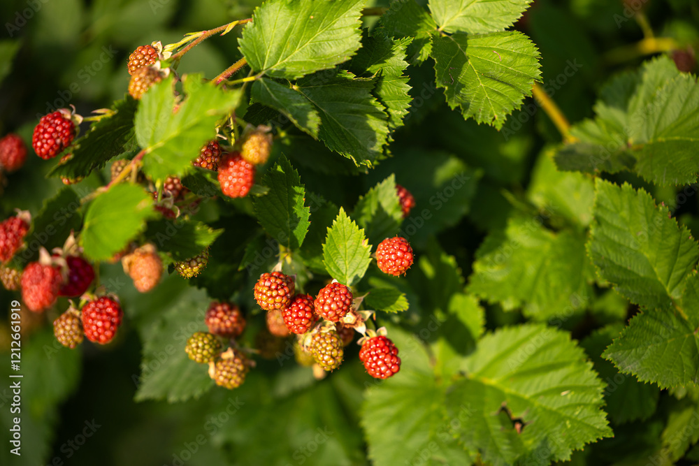 Ripe and unripe blackberries on a bush with green leaves, captured in natural sunlight. A symbol of fresh and organic produce. Selective focus. Ripe and unripe blackberries on a bush with green leaves, captured in natural sunlight. A symbol of fresh and organic produce. Selective focus.