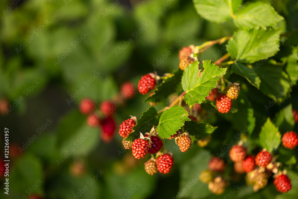 Ripe and unripe blackberries on a bush with green leaves, captured in natural sunlight. A symbol of fresh and organic produce. Selective focus. Ripe and unripe blackberries on a bush with green leaves, captured in natural sunlight. A symbol of fresh and organic produce. Selective focus.