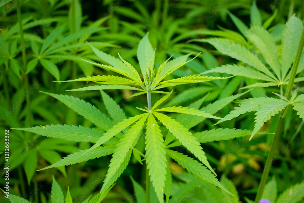 Big leaves of technical cannabis in growth on field next to the cannabis farm. Good as a medical product or cosmetic product. Big leaves of technical cannabis in growth on field next to the cannabis farm. Good as a medical product or cosmetic product.