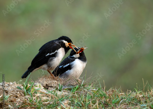 Asian pied starling