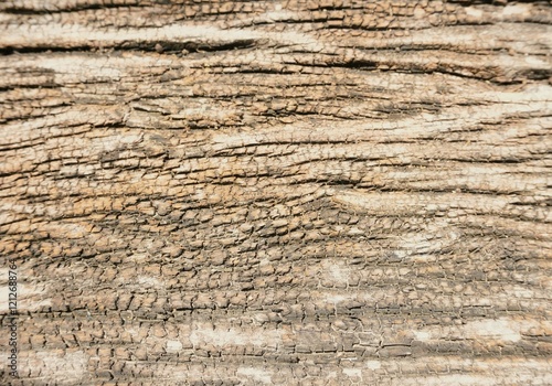 Dry wood texture background the skin of large trees is dry and gray.