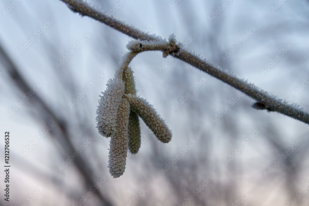 Naklejka premium Catkins hoary willow covered in frost with a blurred wintry background