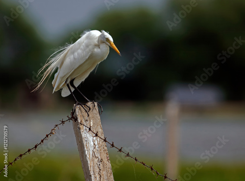 great egret on the pole