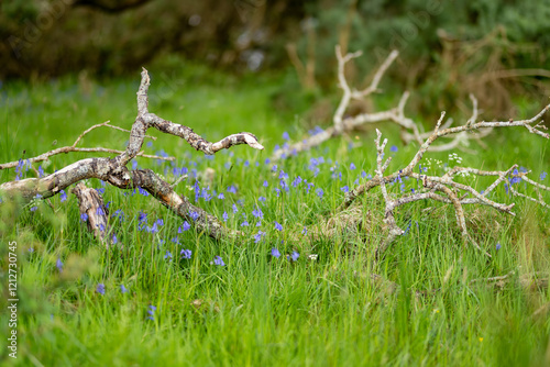 Beautiful pine trees and blossoming gorse bushes on a banks on Muckross Lake, also called Middle Lake or The Torc, located in Killarney National Park, County Kerry, Ireland.
