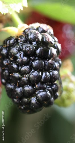 Ripe blackberry receiving gentle rain shower