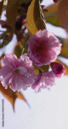 Delicate pink cherry blossoms swaying gently in spring breeze