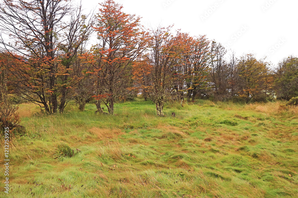 Fototapeta premium Beautiful Fall Foliage in Tierra del Fuego National Park, Patagonia, Argentina, South America