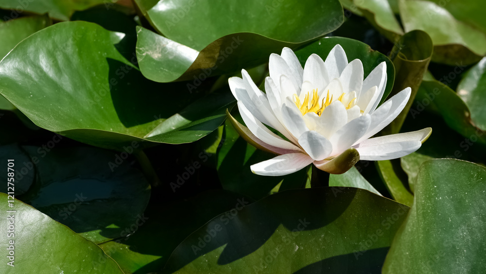 plants that grow in water. photos of lotus flowers. plants that grow in water. photos of lotus flowers.
