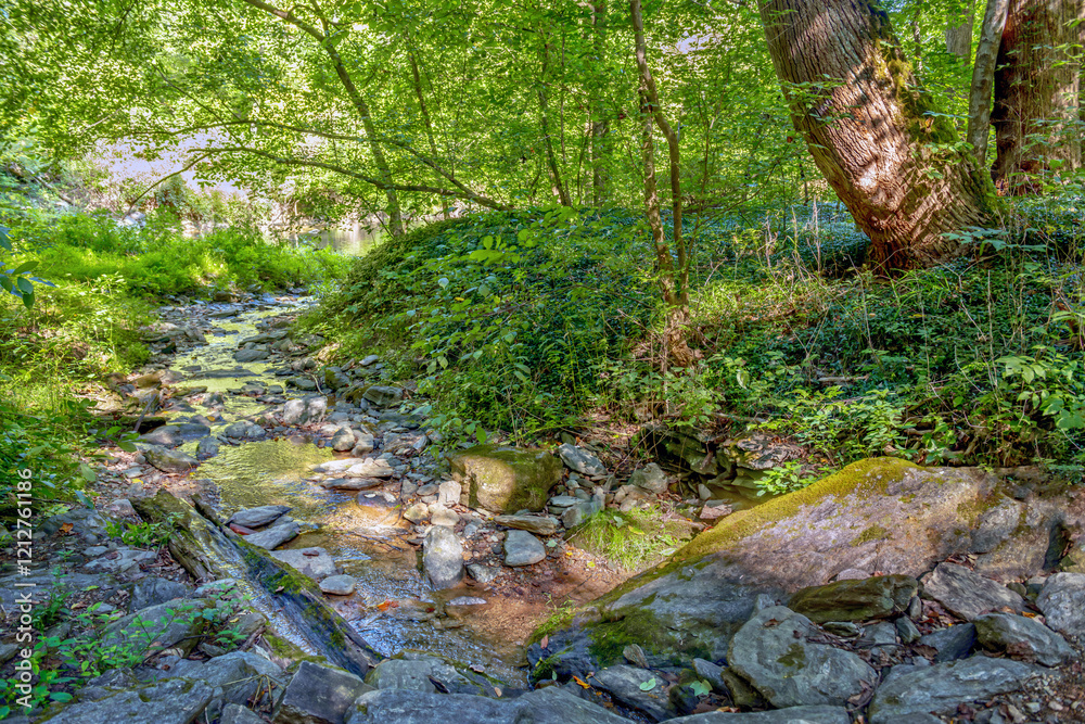 Fotografie Green Woodlands Sun