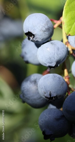 Ripe blueberries hanging on branch in sunlight