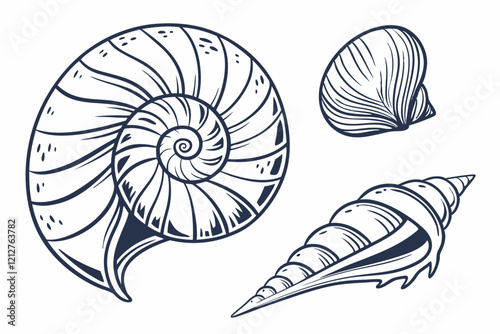 seashell illustration