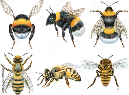 Bees and and bumblebees watercolor illustration.