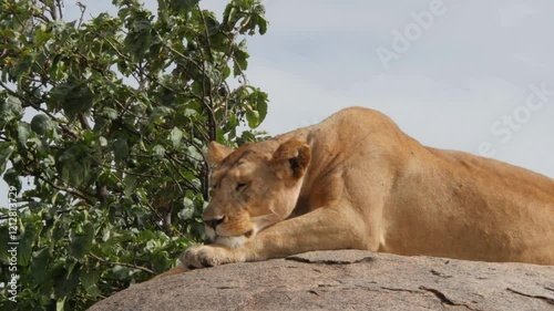 Majestic Lions in the Wild: Stunning Footage of Nature's Kings photo