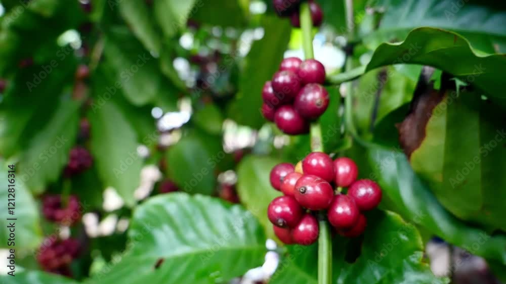 Ripe Coffee Beans on Branch: A cluster of ripe coffee beans, plump and vibrant red, adorn a branch laden with lush green leaves, offering a glimpse into the origins of the beloved beverage. Ripe Coffee Beans on Branch: A cluster of ripe coffee beans, plump and vibrant red, adorn a branch laden with lush green leaves, offering a glimpse into the origins of the beloved beverage.