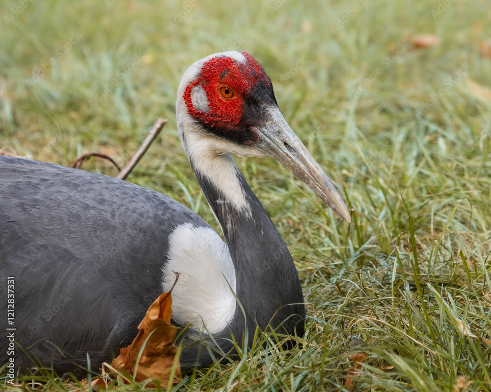 Fototapeta premium White-naped crane sitting on grass