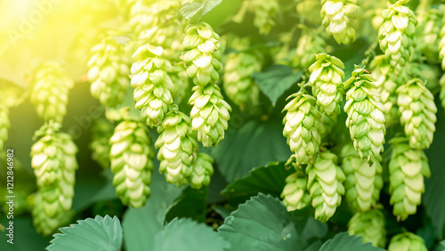 Sunlit Green Hops Close-Up in a Lush Field