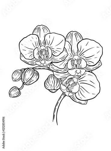 Vector line art orchid black & white clip art on a transparent background for you creativity
