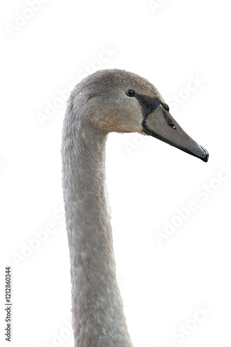 Fototapeta Naklejka Na Ścianę i Meble -  Gros plan d'un cygne juvénil sur fond blanc