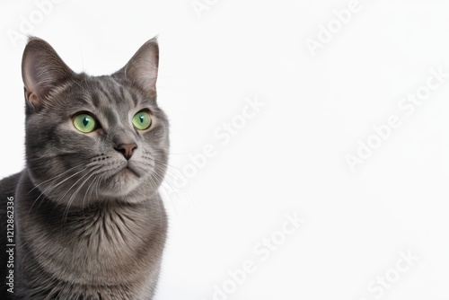 there is a cat sitting on the floor looking at the camera