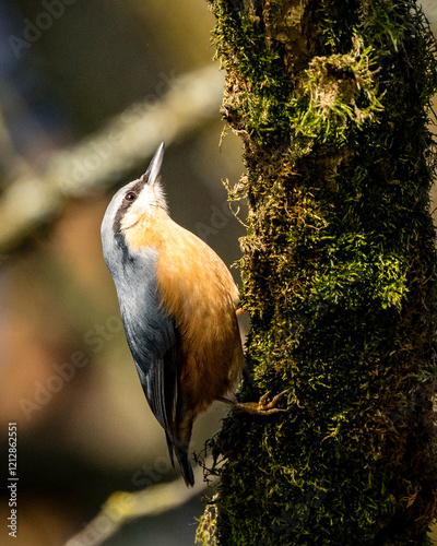 Vogel Kleiber sitzt in der Sonne an einem bemoosten Baumstamm  photo