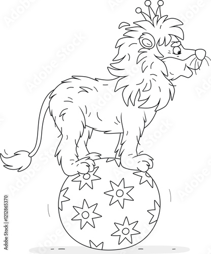 Circus African lion with a golden crown balancing on a big ball with stars in a funny circus performance, black and white vector cartoon illustration for a coloring book