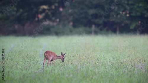 Roe deer grazing on a wet moor meadow, summer, north rhine westphalia, (capreolus capreolus), germany 