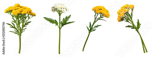 Yellow and white yarrow flowers with green stems, isolated on transparent background