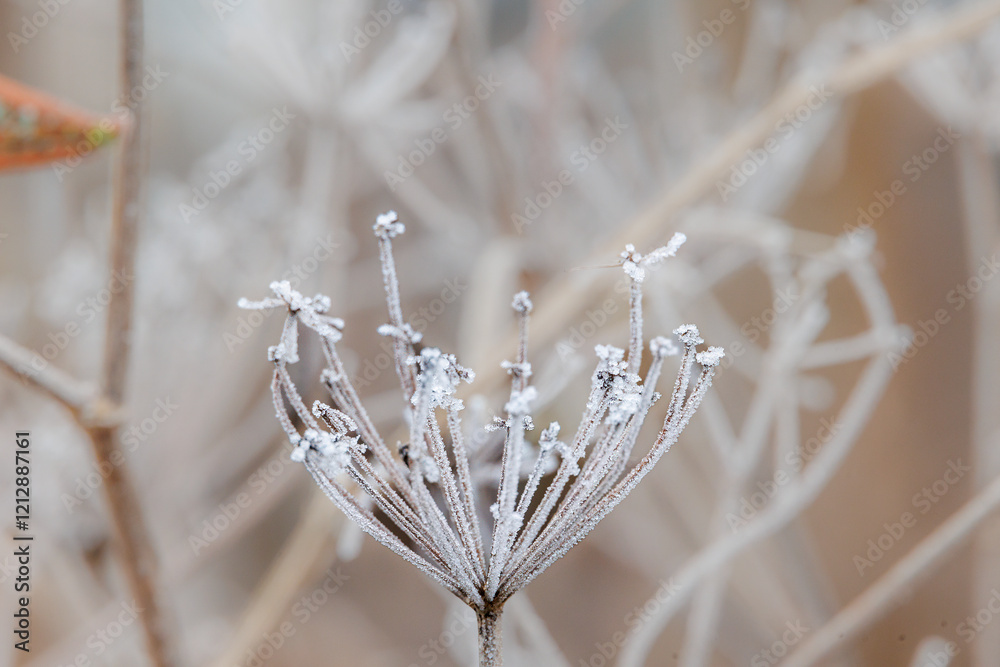 Fotografie Withered remains of a fennel flower umbel covered with rough ripeness in winter