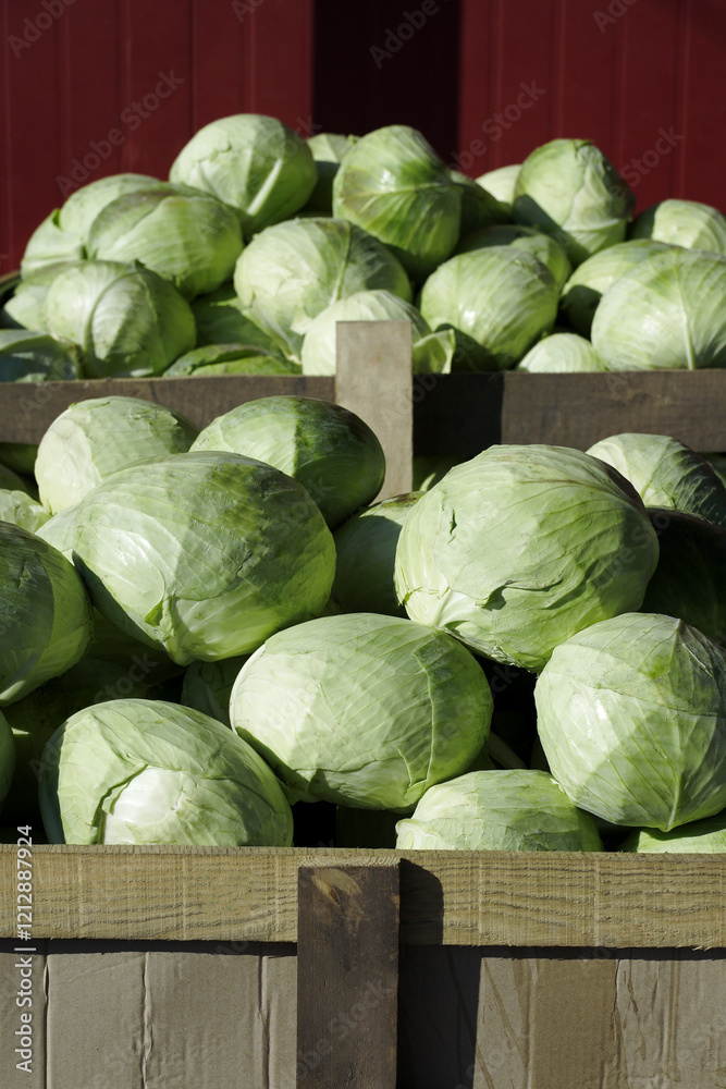Fotografie Close-up of wooden crates with fresh cabbage harvest